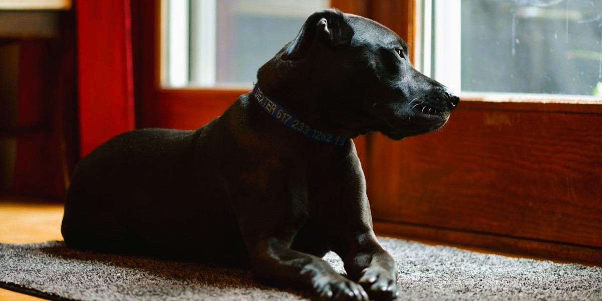 How Much is that Doggie in the Window?